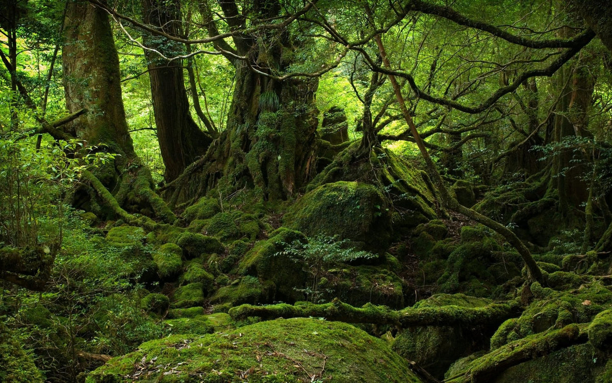 Ancient Mossy Forest Landscape