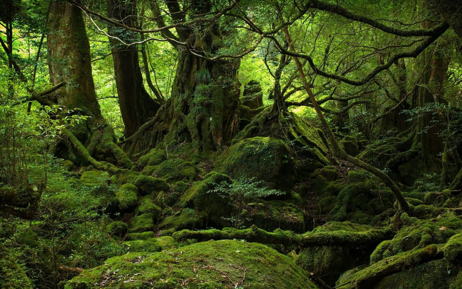 Ancient Mossy Forest Landscape