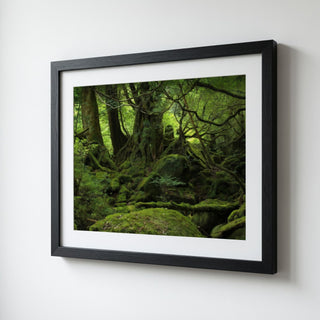 Ancient Mossy Forest Landscape