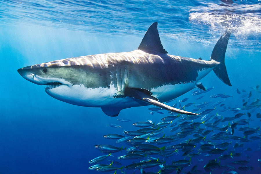 Majestic Great White Shark