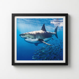 Majestic Great White Shark