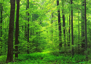 Lush Green Forest Landscape