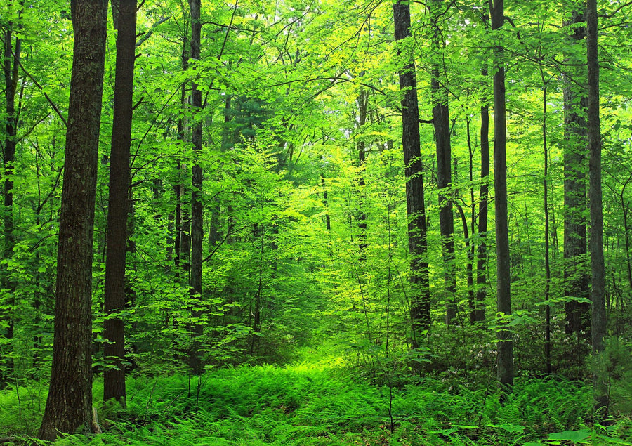 Lush Green Forest Landscape