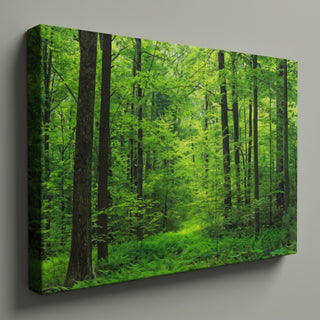 Lush Green Forest Landscape