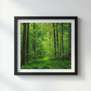 Lush Green Forest Landscape