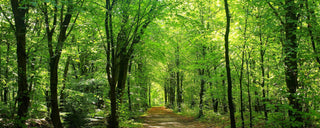 Sunlit Forest Path Panorama