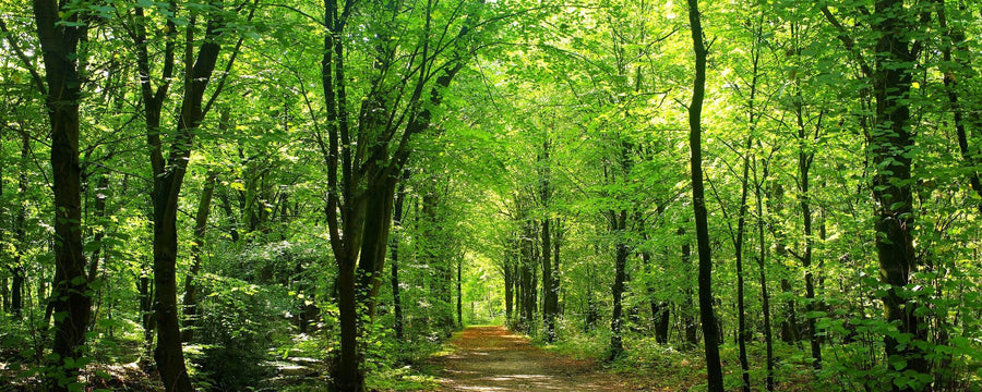Sunlit Forest Path Panorama