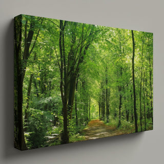 Sunlit Forest Path Panorama