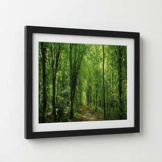 Sunlit Forest Path Panorama