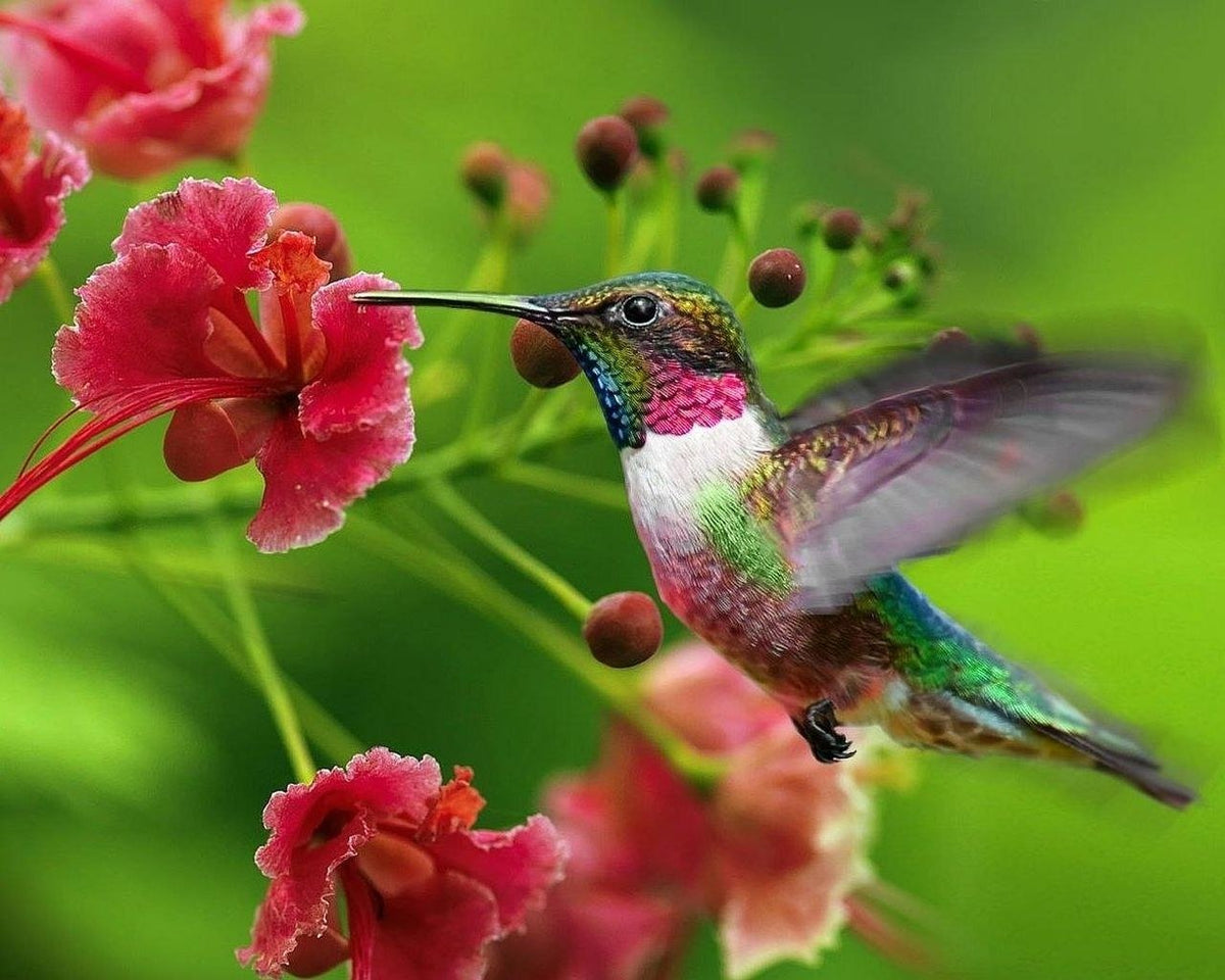 Hummingbird Feeding On Pink Flowers