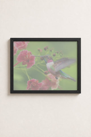 Hummingbird Feeding On Pink Flowers