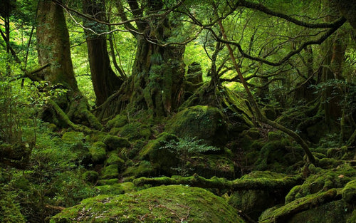 Ancient Mossy Forest Landscape - Paper/Glossy/Canvas